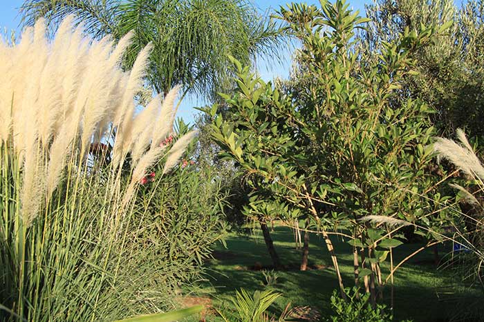 Forêt en devenir : acacias-mimosas-poivriers-Kokous…