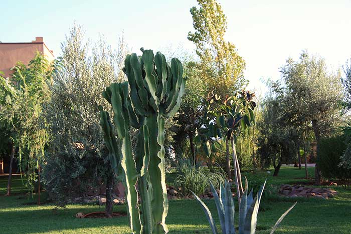 Ilot de cactus