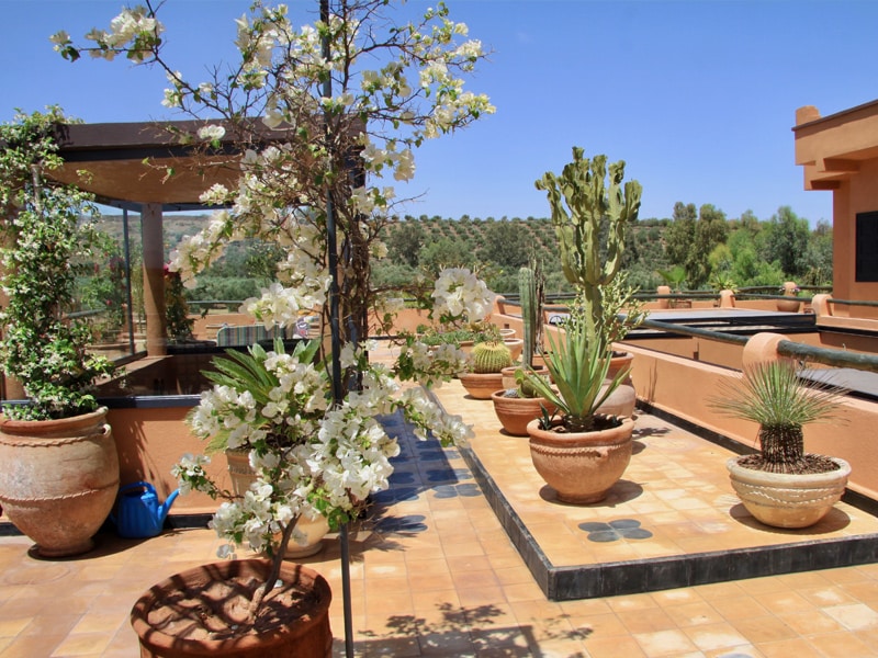 Jardin de cactus sur la terrasse