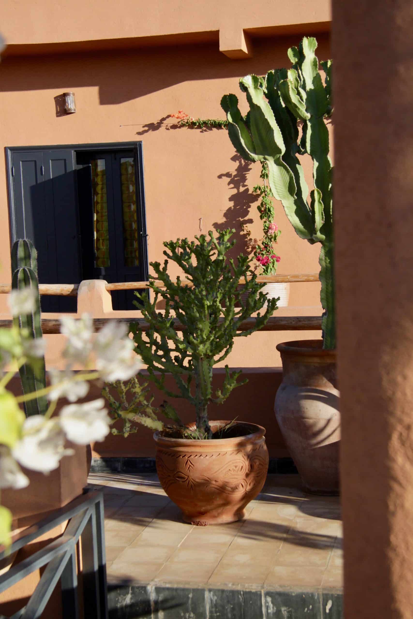 Jardin de cactus sur la terrasse