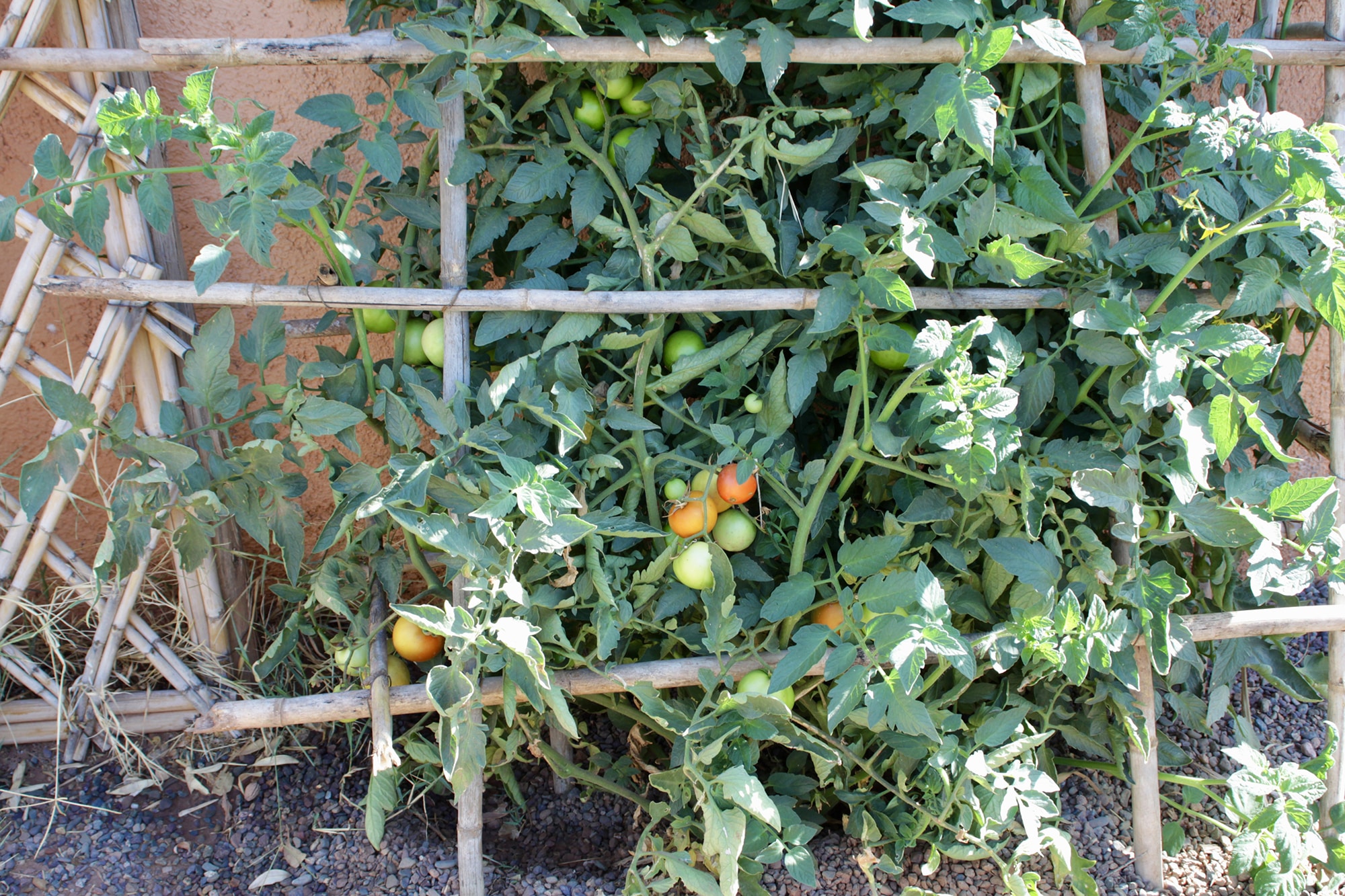 Tomates du jardin potager