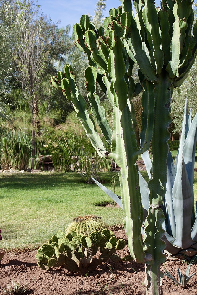 Ilot de cactus