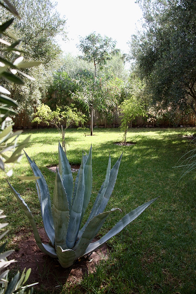 Agave, oliviers et mimosa